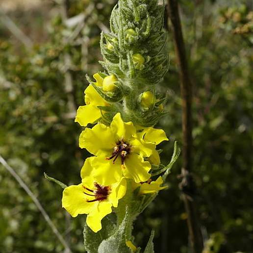 Lambs Ear Mullein