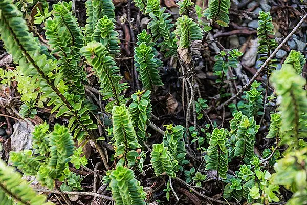 Hebe Macrantha Brachyphylla