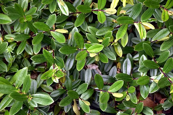 Veronica Obtusata