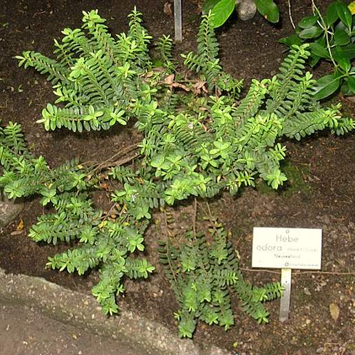 Veronica odora