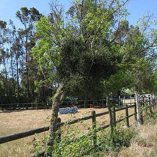 Cape Mistletoe