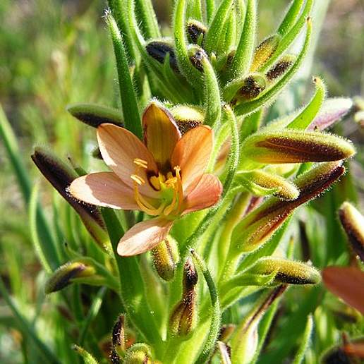 Wachendorfia Multiflora