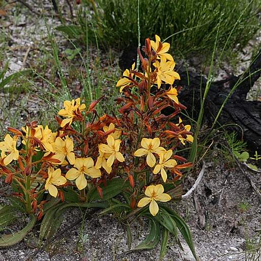 Wachendorfia Graminifolia