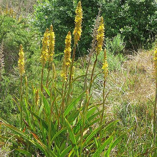 Wachendorfia thyrsiflora