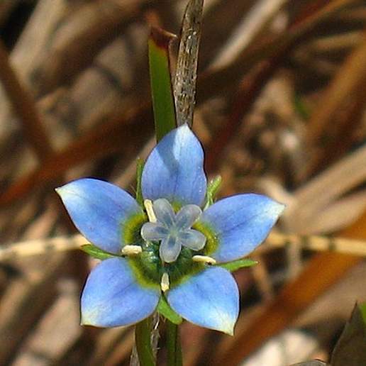 Roella Decumbens Publ