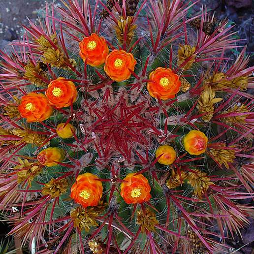 Fire Barrel Cactus