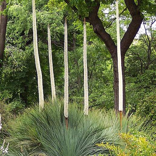 Xanthorrhoea Quadrangulata