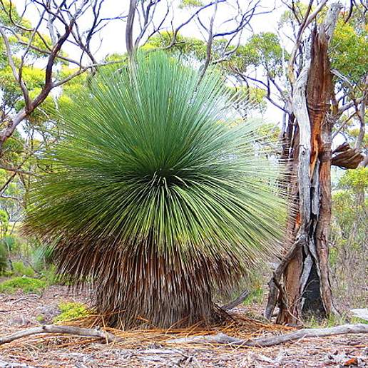 Xanthorrhoea Semiplana