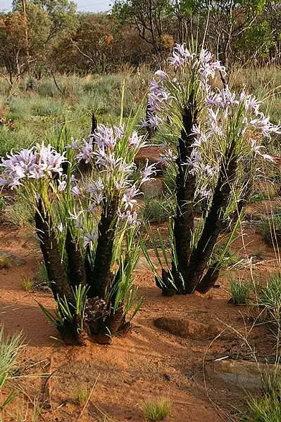 Hypoxis Vellosioides
