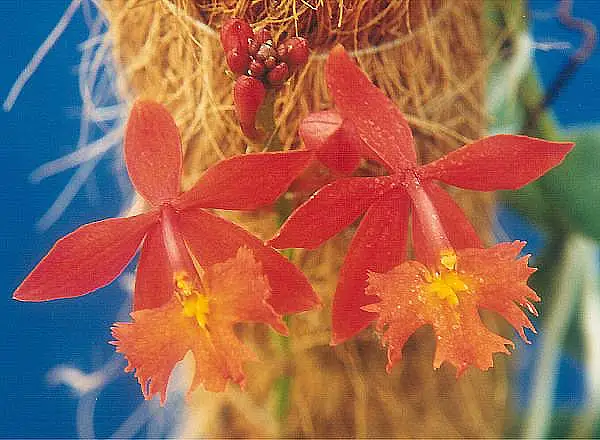 Crucifix Orchid
