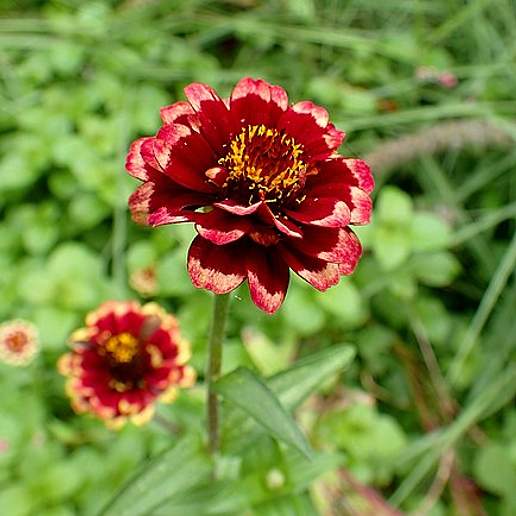 Narrow Leaved Zinnia