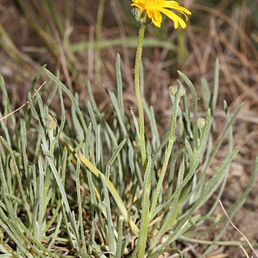 Desert Yellow Fleabane