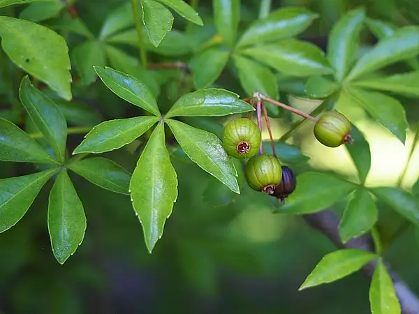 Five Fingered Aralia