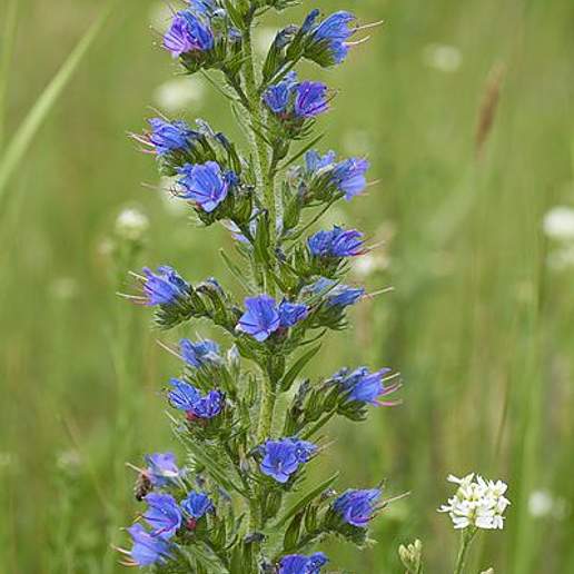 Viper's Bugloss