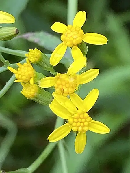 Fireweed Groundsel