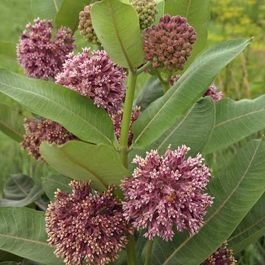 Common Milkweed