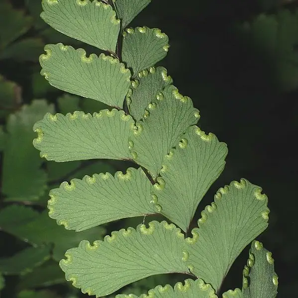 Cunningham's Maidenhair Fern