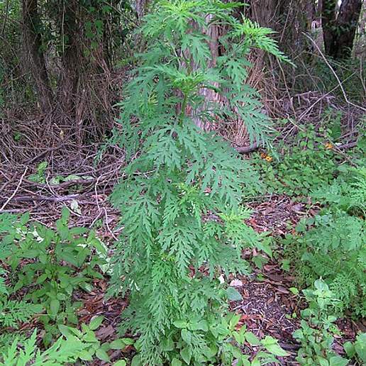 Annual Ragweed