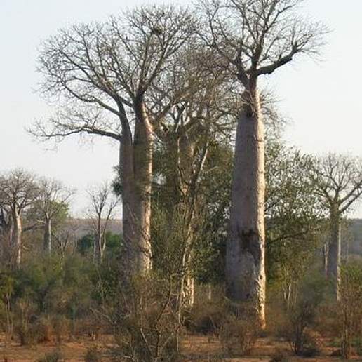Baobab