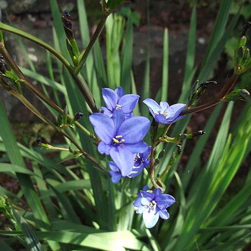 Blue Stars