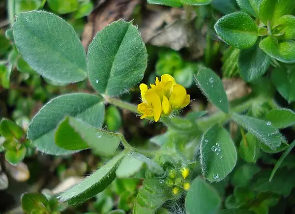 Bur Medick