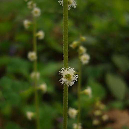 Miterwort