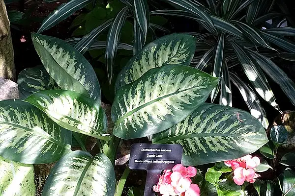 Dieffenbachia 'Tropic Snow'