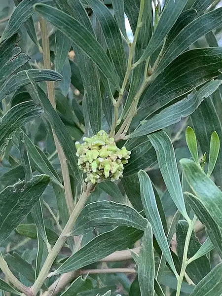 Coastal Wattle