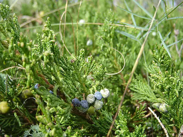 Creeping Savin Juniper
