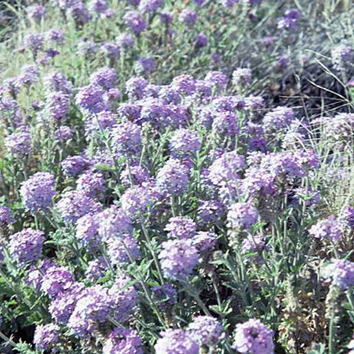 Desert Sand Verbena