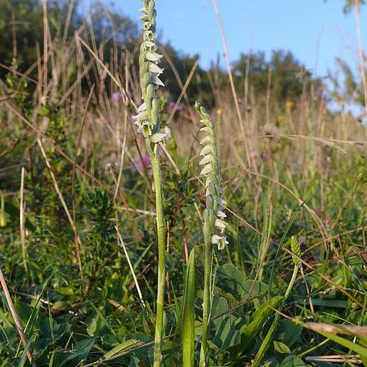 Autumn Lady's Tresses
