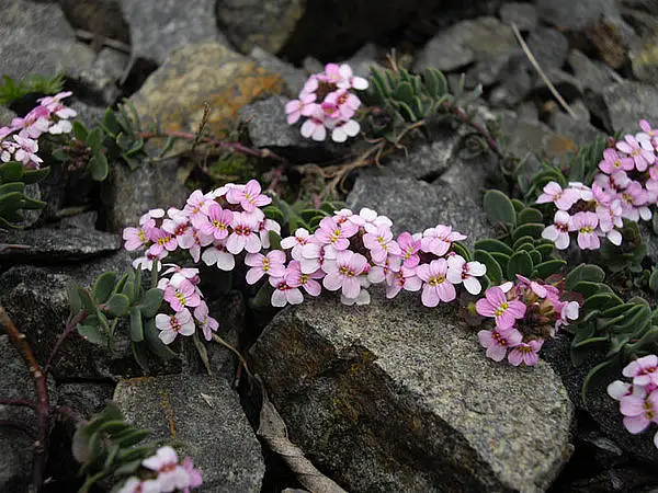 Burnt Candytuft