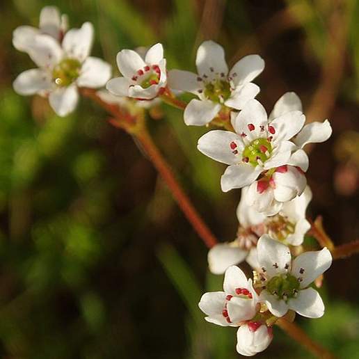 Saxifraga Piperi