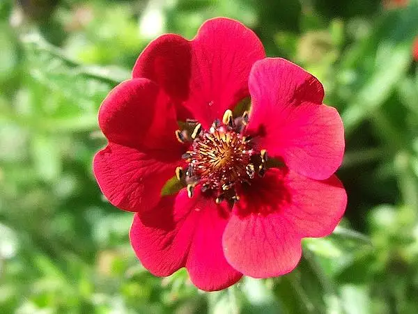 Himalayan Cinquefoil