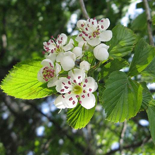 Dotted Hawthorn