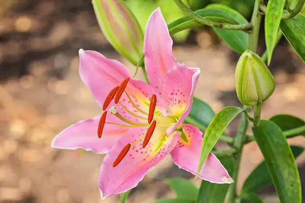 Cuban Zephyrlily