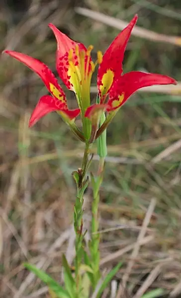 Catesby's Lily