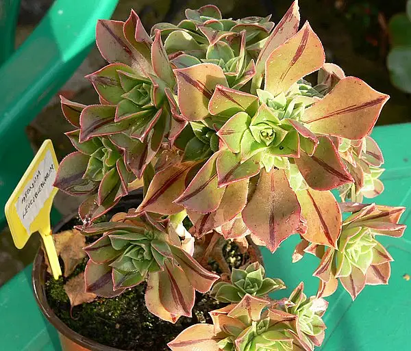 Honey Aeonium