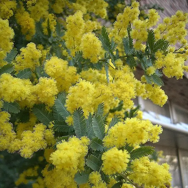 Bailey's Acacia