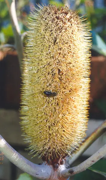 Broadleaf Banksia