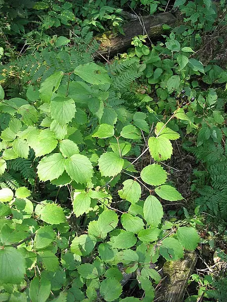 Downy Arrow Wood