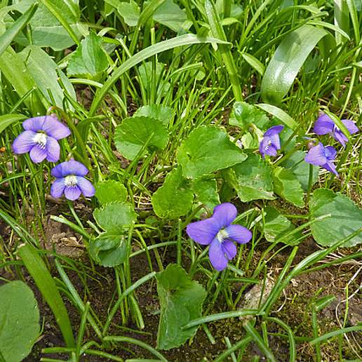 Woolly Blue Violet