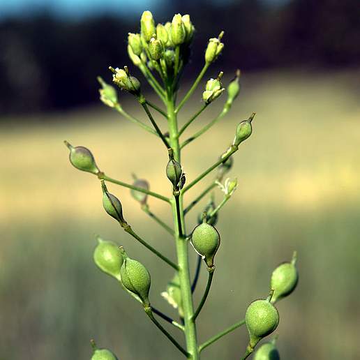 Hairy False Flax