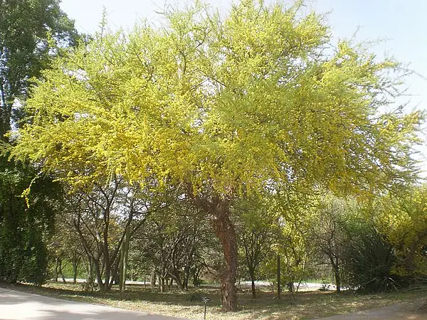 Kumbaru