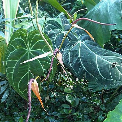 Crystalline Anthurium