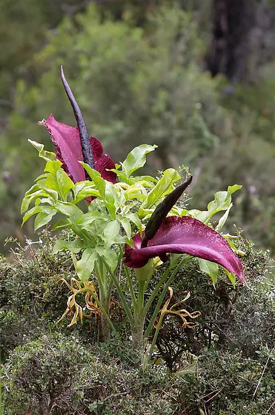 Dragon Lily