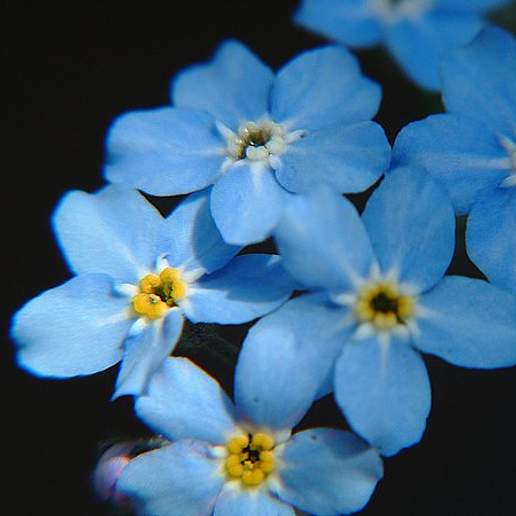 Broadleaf Forget Me Not