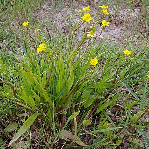 Greater Creeping Spearwort