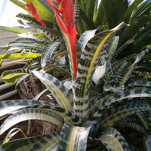 Amazon Zebra Plant