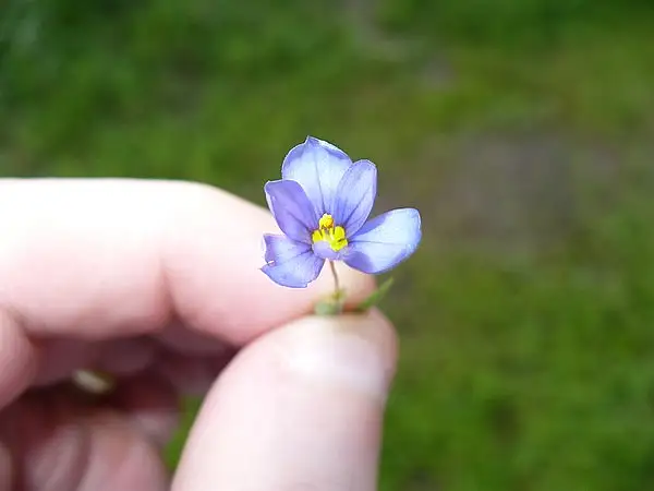 Dotted Blue Eyed Grass